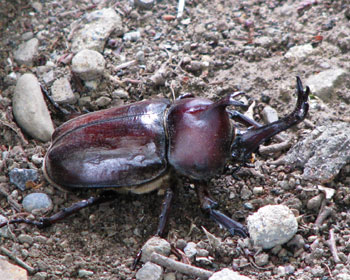 ���񂺂񓦂���C���Ȃ�