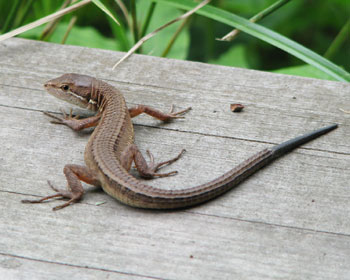 �����ۂ��Đ����Ă�