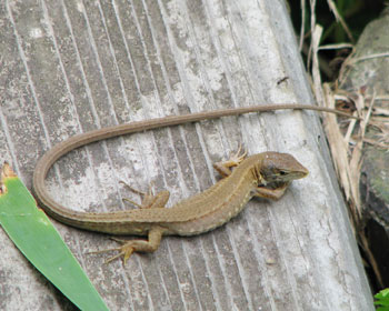 �����悤������