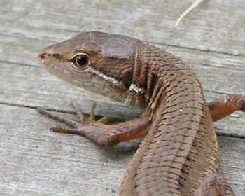 ���ڂŗl�q����������