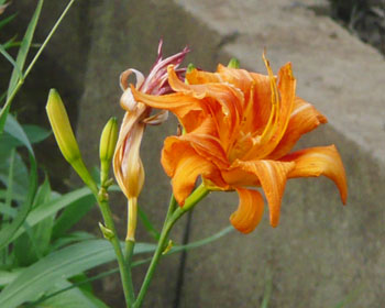 �c��ڂ̂̓��u�J���]�E