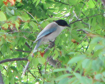 ���ꂢ�����Ǒ��X�����I�i�K