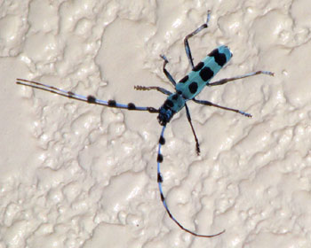 ������郋���{�V�J�~�L��