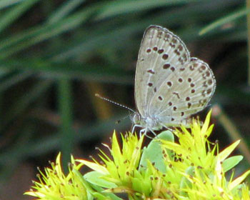 �ڂ����킢���}�g�V�W�~�H