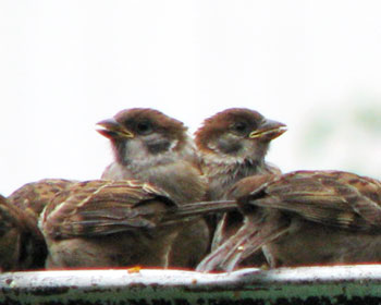 �o���X�Y��