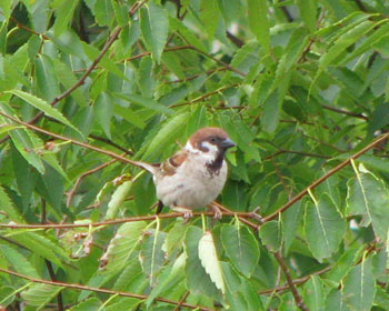 �������̖؂��炤����������