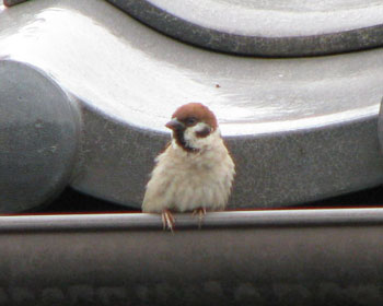 �ׂ̉����ł�����������