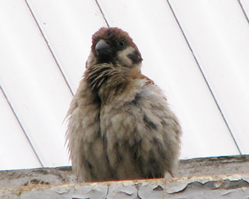 �����ňЈ�����