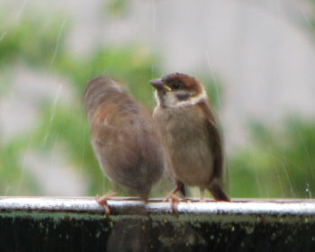 ��J�Őe�q�������ւ�