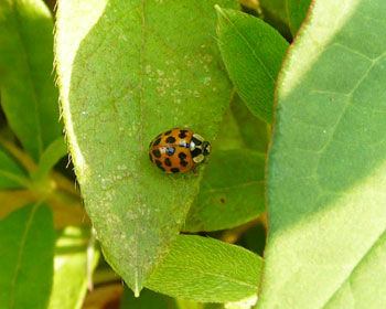 �ق���̑����e���g�E���V