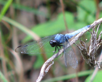 �g���{�̋G��