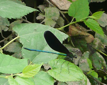 �n�O���g���{��