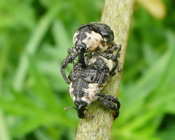 ������Ƃ�����