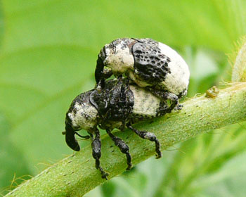 ���ɂ�邱�Ƃ͂Ȃ��̂�