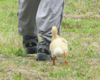 �ŏ������Ƃ��͉��F������