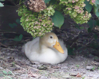 �悭�A�W�T�C�̉��ł��܂񂶂イ�ɂȂ��Ă�