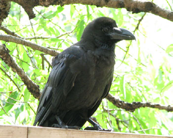 ���킢���u�g�����