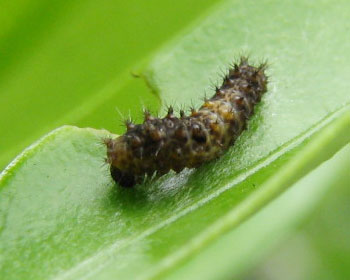 ���N���L���J���ɗ����C�������