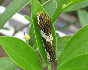 �傫���q������