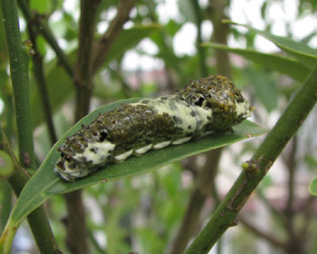 �E���������Ȏq