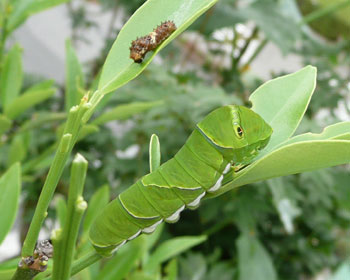 �E���I������q