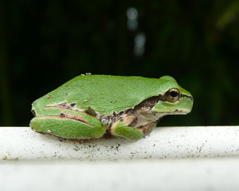 �䕗�̓��͂̂т̂т��Ă��̂ɁA�����͏k���܂���