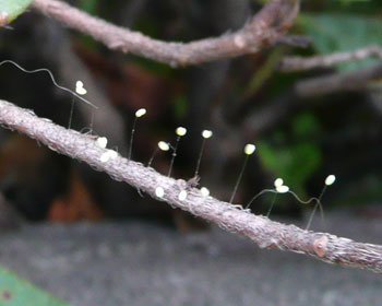 �N�T�J�Q���E�̗��݂���