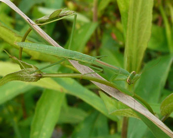 �J�}�L���͂��Ɍ�