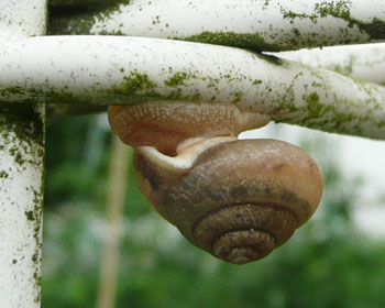 �A�N���o�b�g�ނ�