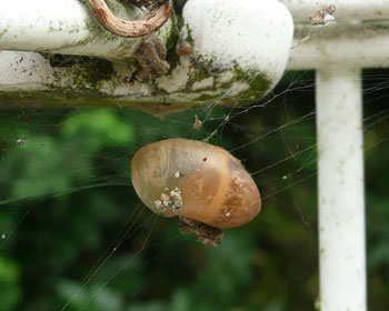 �䕗�ł��ꂵ���ē���������̂��s���H