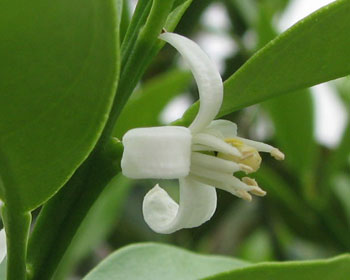 �L���J���̉�