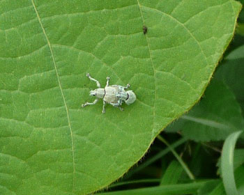 �p�X�e�����ł��킢���`�r�b��