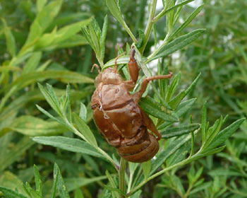 �W���ɃZ�~����