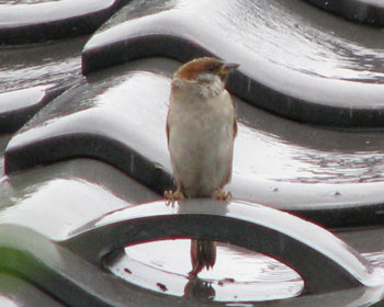 ��J�̑������r�i