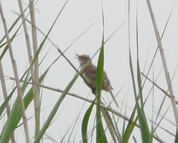 �������Ă����̂Ɍ����͈̂�x����̃I�I���V�L��