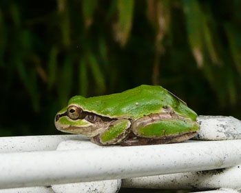 ��ɂ���܂�