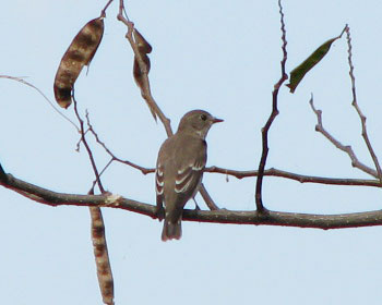 �g���{�̂悤�ɔ�ԃG�]�r�^�L