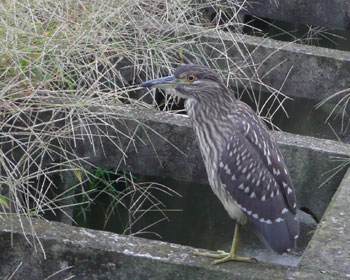 �������̒x�������p���̃S�C�T�M