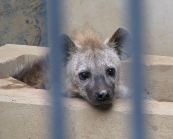 �q�n�C�G�i