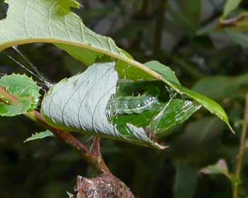 �t���ς��ۂ߂Ă��낮�C�����V