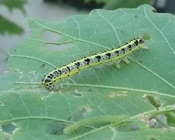 �ג����ђ��̎�O�ɔ����q���H