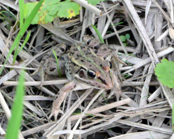 ���ɂ����J�G��