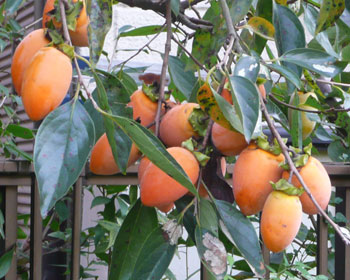 �����`�̋G��