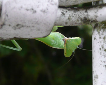 ����J�}�L��