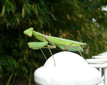 ���������J�}�L��