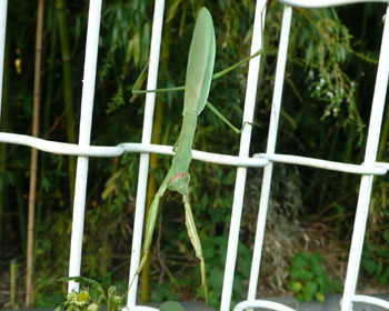 �Ȃ����Ԃ牺�����ăJ�����ڐ�