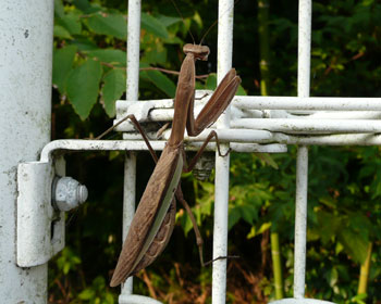 ���F���q�����܂�