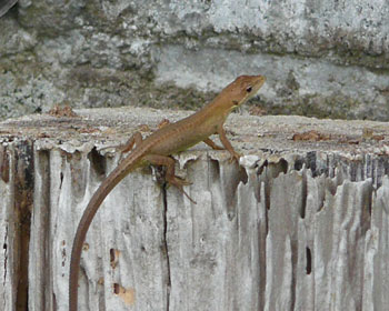 �₯�ɒ��F���J�i�w�r