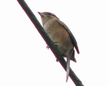 �����̐^��łɂ�݂���������