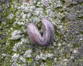 �u���Ȃ߂���